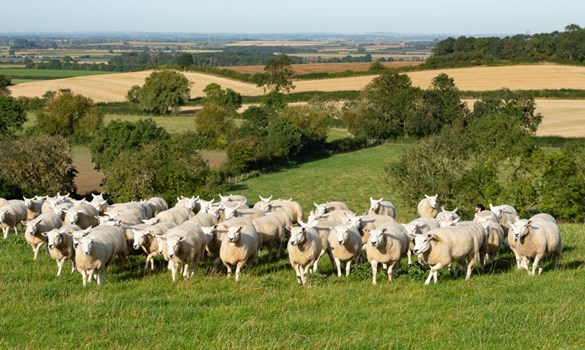 Flock of sheep on a hillside